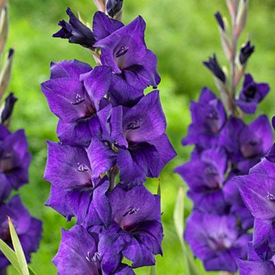 Purple Flora Gladiolus