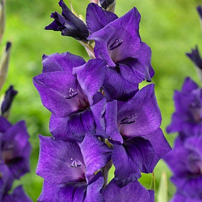 Purple Flora Gladiolus