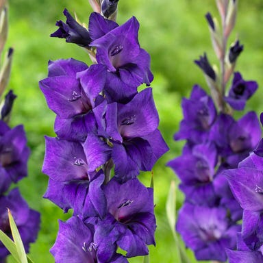 Ombre Bouquet Bulb Collection