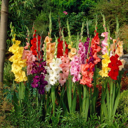 Rainbow Gladiolus Mix