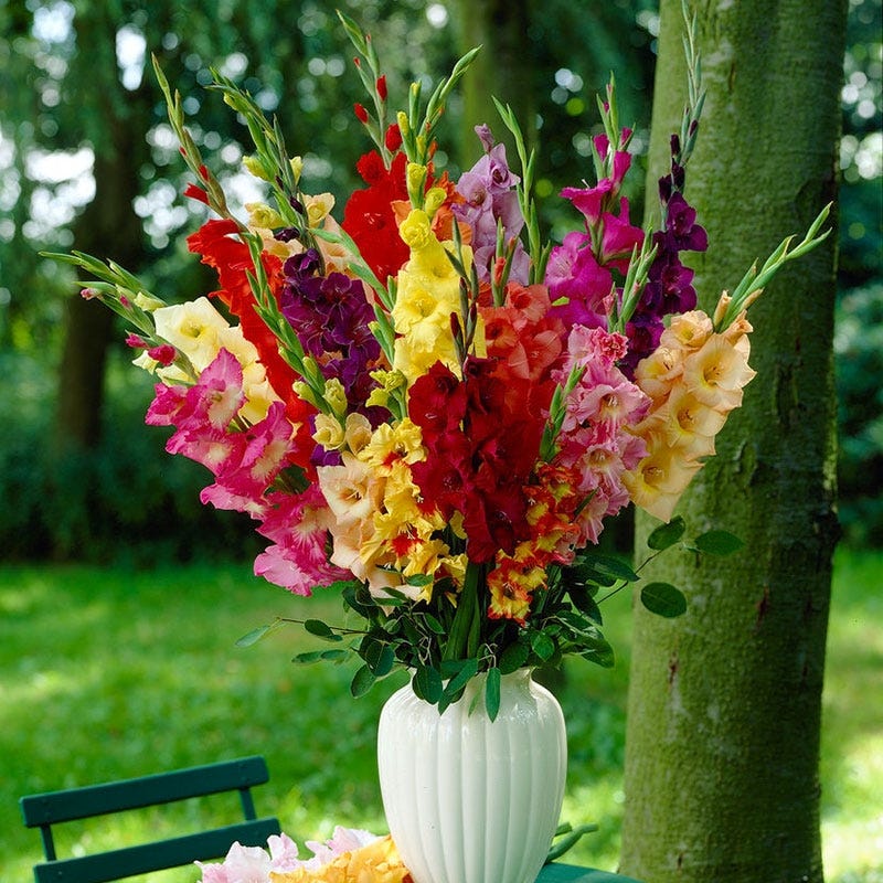 Rainbow Gladiolus Mix