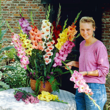 Rainbow Gladiolus Mix