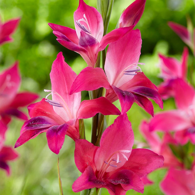 Vulcano Hardy Gladiolus