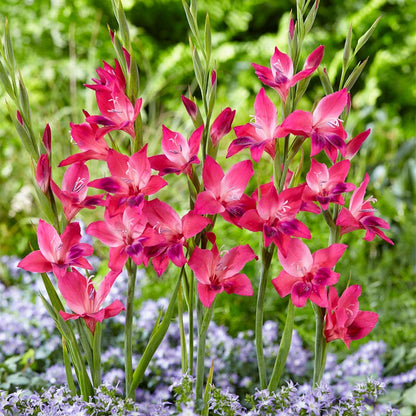 Vulcano Hardy Gladiolus