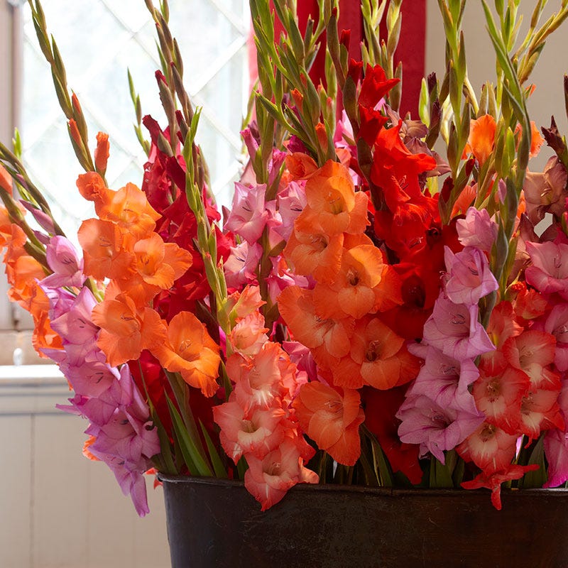 Summer Essential Gladiolus Mix
