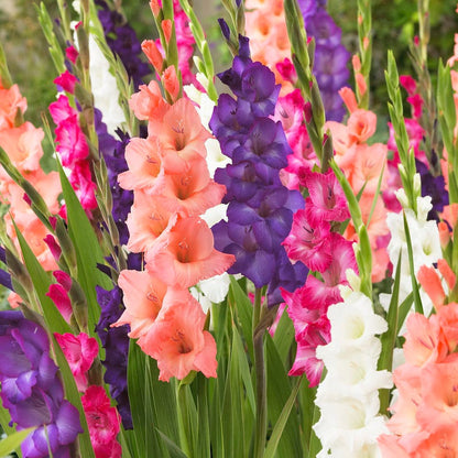 Sunset Gladiolus Mix