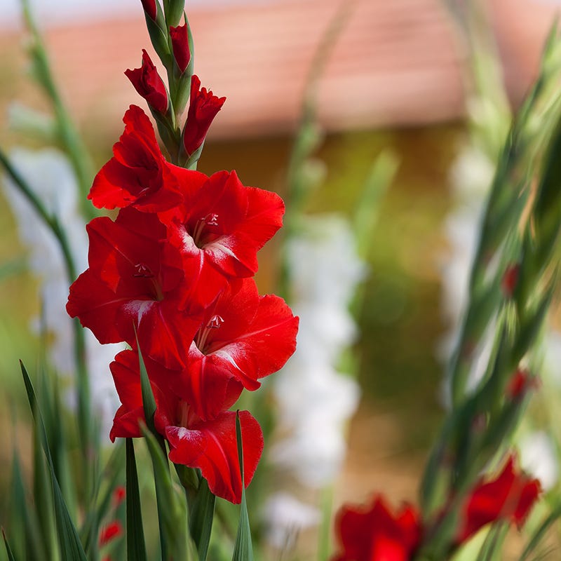 Rainbow Gladiolus Collection
