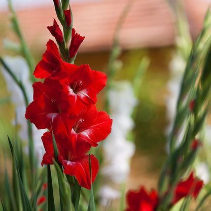 Rainbow Gladiolus Collection