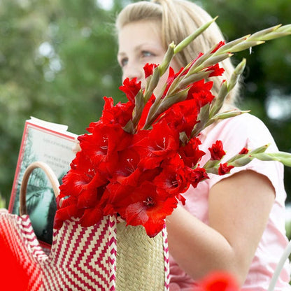 Traderhorn Gladiolus