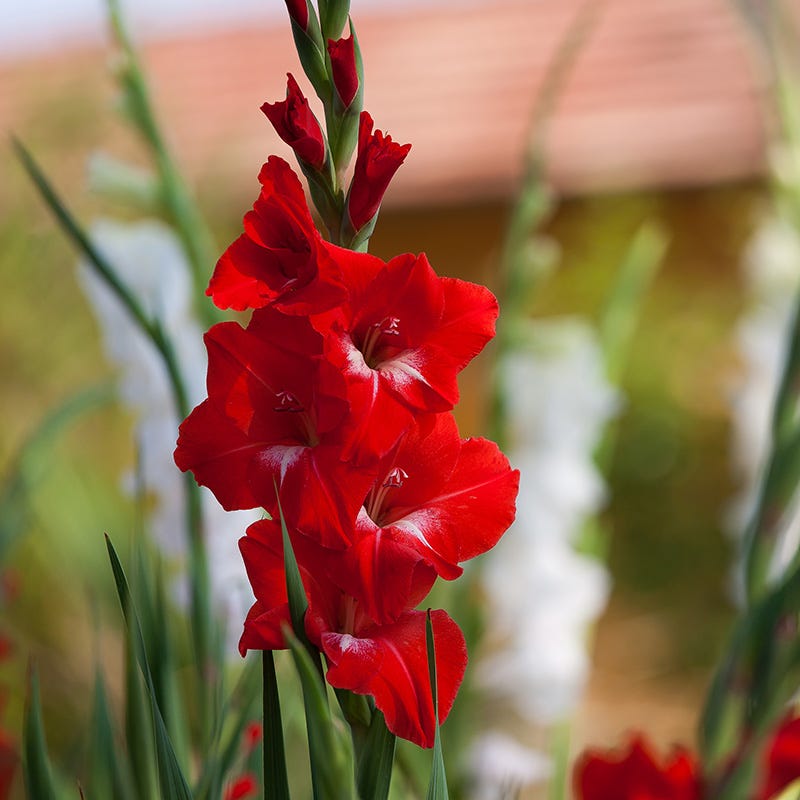 Traderhorn Gladiolus