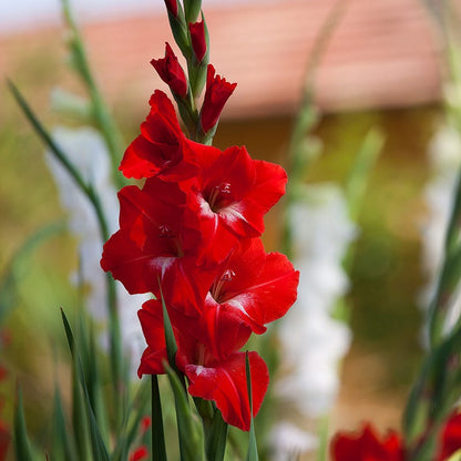 Traderhorn Gladiolus