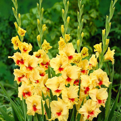 Rainbow Gladiolus Collection