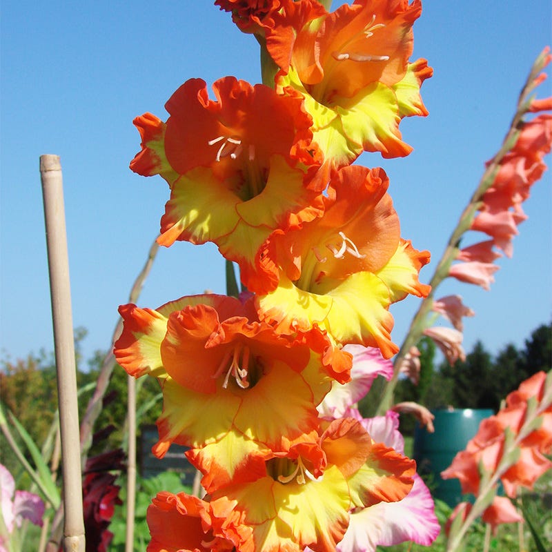 Princess Margaret Rose Gladiolus