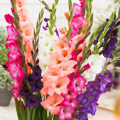 Sunset Gladiolus Mix