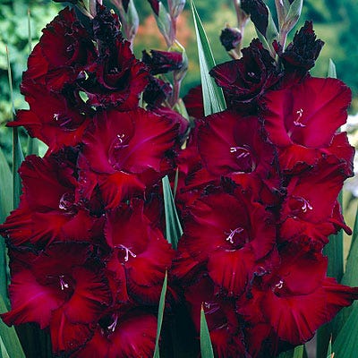 Black Beauty Gladiolus