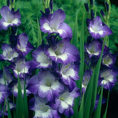gladiolus plant Nori Gladiolus
