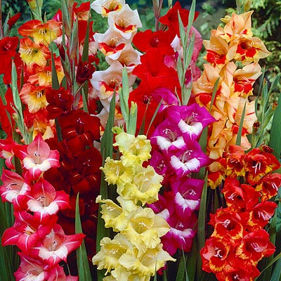 Parrot Gladiolus Mix - Thumbnail 2