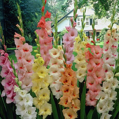 Pastel Gladiolus Mix