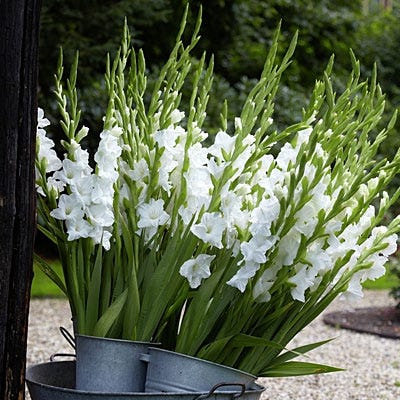 White Prosperity Gladiolus
