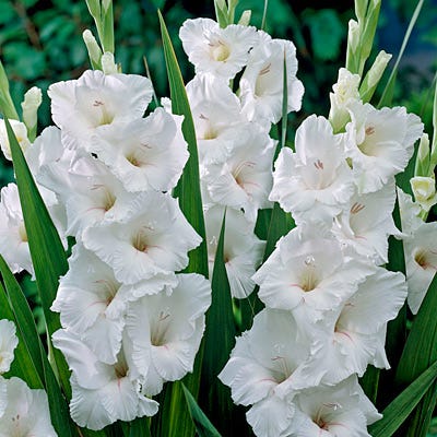 White Prosperity Gladiolus