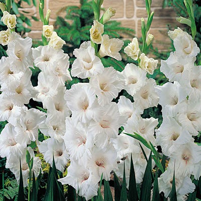 White Prosperity Gladiolus