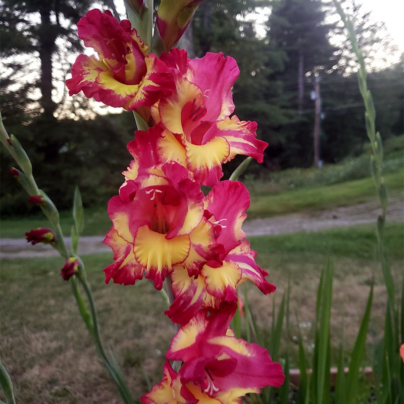 Dynamite Gladiolus