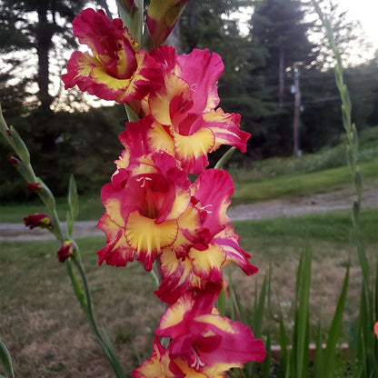 Dynamite Gladiolus