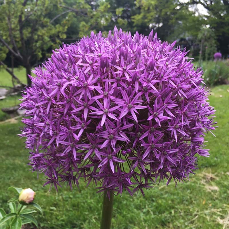 Globemaster Allium