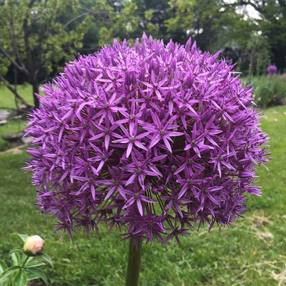 Globemaster Allium