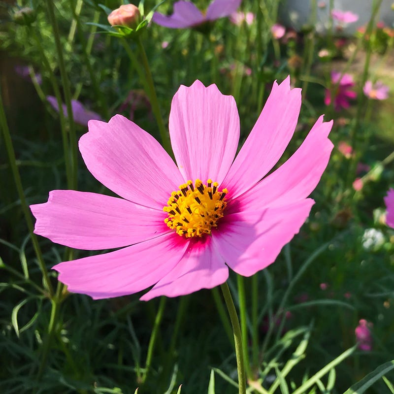 cosmos flower seed collection Good Karma Cosmos Seed Collection