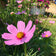 Gloria Cosmos Seeds|Pink Cosmos Seeds Gloria, Cosmos bipinnatus, Cosmos