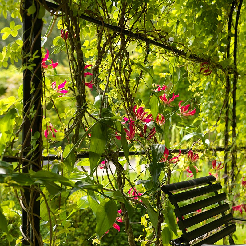 Gloriosa Lily - Thumbnail 4