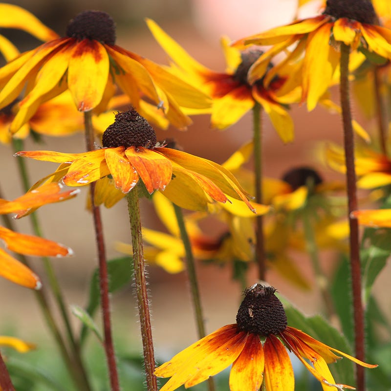 planting gloriosa daisy seeds Gloriosa Daisy Seeds