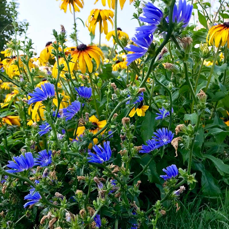 chicory wildflower seeds Chicory Seeds | Blue