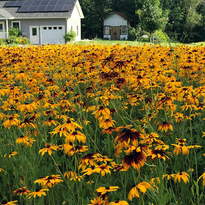 Gloriosa Daisy Seeds