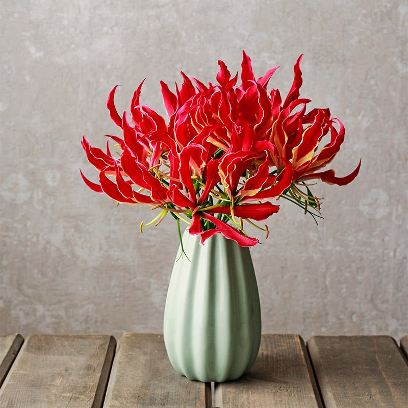 gloriosa lily flower Gloriosa Lily, Gloriosa Rothschildiana