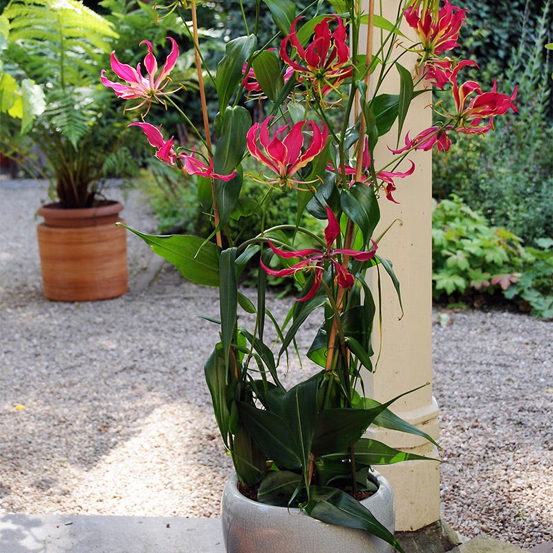 glory lily flower Gloriosa Lily