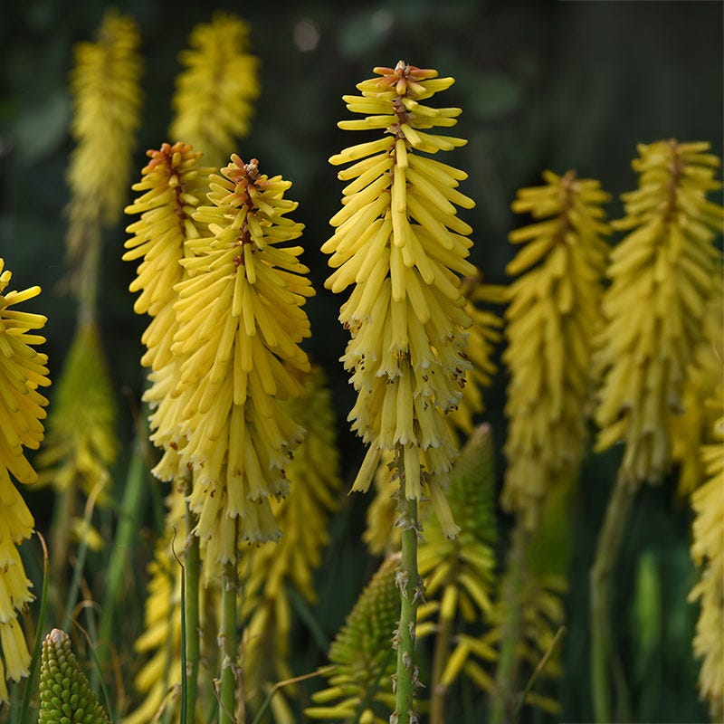 Glow Stick Red Hot Poker
