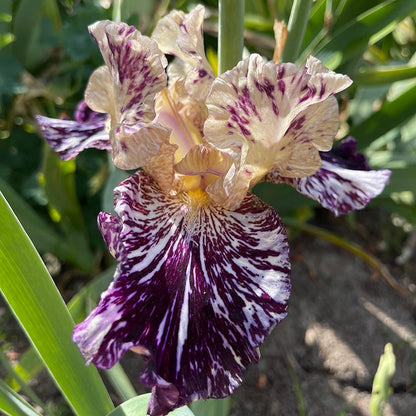 Gnus Flash Bearded Iris