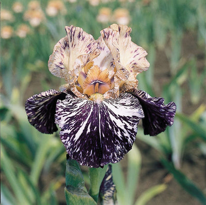 Gnus Flash Bearded Iris