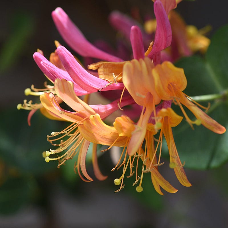 Gold Flame Honeysuckle Vine