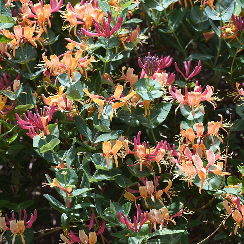 Gold Flame Honeysuckle Vine