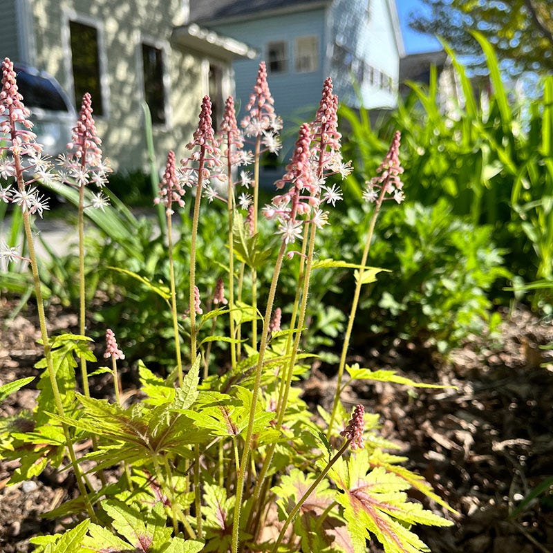 Gold Zebra Heucherella