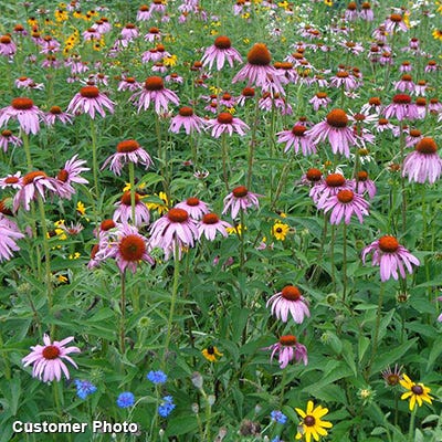 Golf Course Sustainability Wildflower Seed Mix