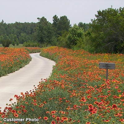 Golf Course Sustainability Wildflower Seed Mix