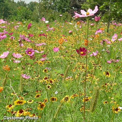 Golf Course Sustainability Wildflower Seed Mix