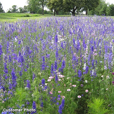 Golf Course Sustainability Wildflower Seed Mix