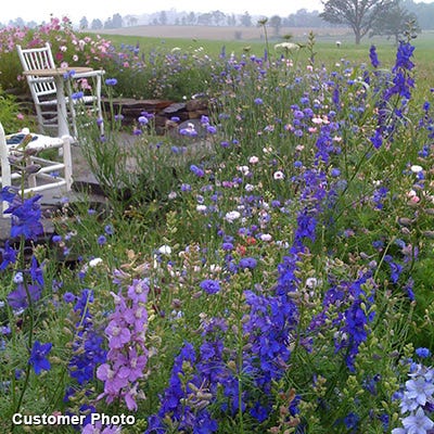 Golf Course Sustainability Wildflower Seed Mix