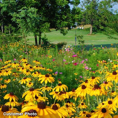 Golf Course Sustainability Wildflower Seed Mix