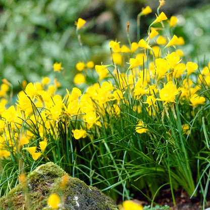 Naturalizing Mini Daffodil Collection